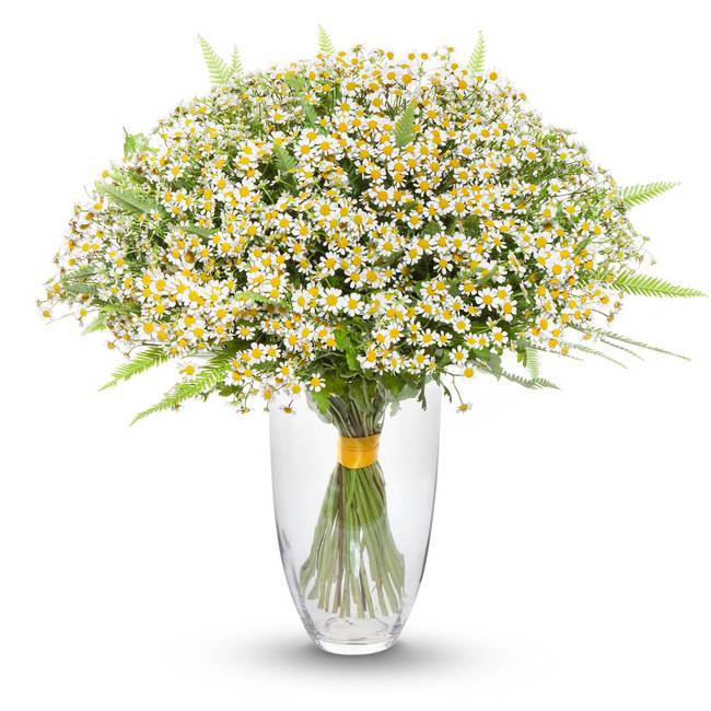 Полевой Полевой